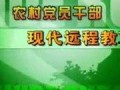 养蜂技术爆料视频下载,视频爆料带你走进蜜蜂王国