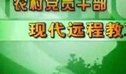 养蜂技术爆料视频下载,视频爆料带你走进蜜蜂王国