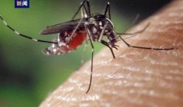 爆料大蚊子的视频大全下载,惊悚瞬间尽收眼底