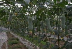 吃六月瓜视频大全免费观看,视频大全带你一网打尽